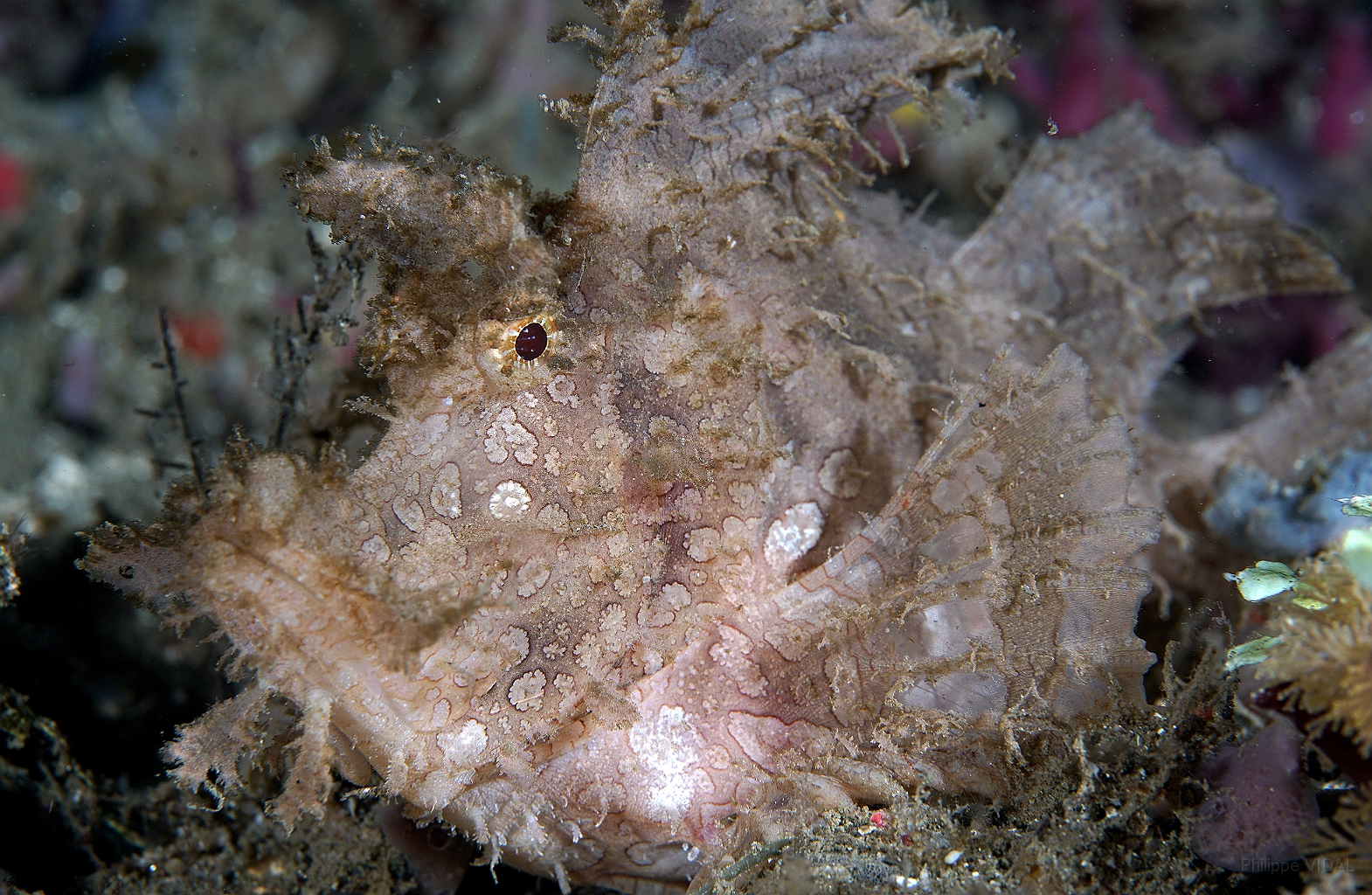 Banda Sea 2018 - DSC05607_rc - Weedy scorpionfish - poisson scorpion feuillu - Rhinopias frondosa.jpg